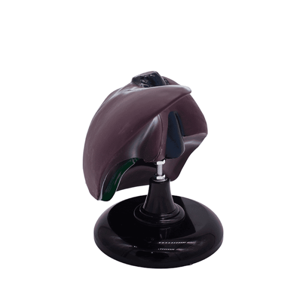 Модель «Печень человека»